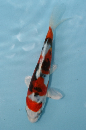 20080120 020t-300.jpg